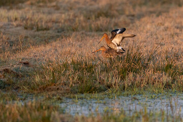 male and female black tailed godwit pairing