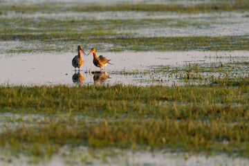 Male and female Black tailed godwit standing on flooded grassland