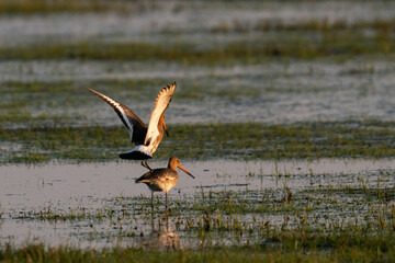 male and female black tailed godwit pairing