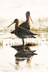 Male and female Black tailed godwit standing on flooded grassland