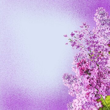 
Violets lilac purple background frame decor and design element.