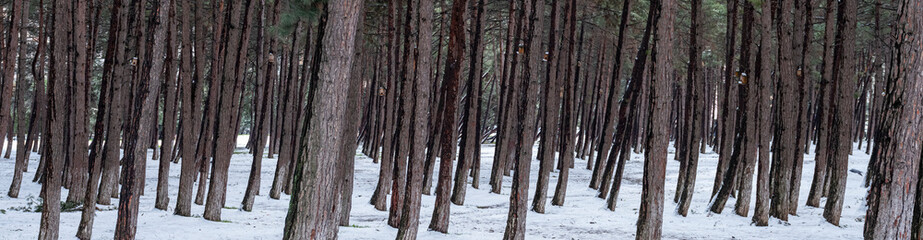 Fototapeta premium pine tree forest, winter time