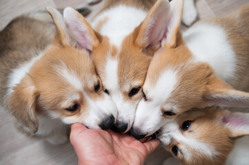 Funny welsh corgi dogs reach for a man's hand. 