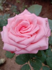 pink rose