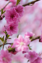 柔らかい色が可愛い桃の花