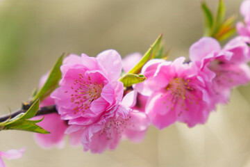 柔らかい色が可愛い桃の花