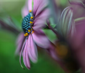 A lavender Cape Marguerite daisy . Macro image . Side view . Focus on yellow pollen cluster