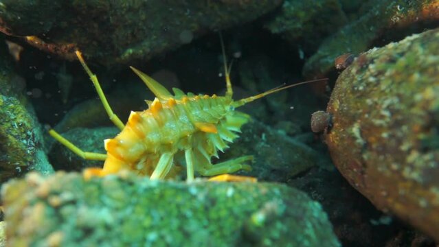 Unique endemic crustacean crayfish Acanthogammarus deep underwater in animal world of peculiar wild nature of Lake Baikal in Siberia Russia.
