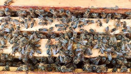 Honey bees on honeycomb frames in the hive. Close up photo