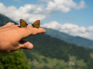 Wonderful butterflies sit on the hand against the background of the mountain