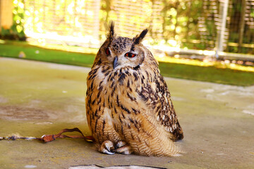 座ってくつろぐベンガルワシミミズク