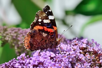 Schmetterlinge: Der Admiral (Vanessa atalanta), Red admiral.