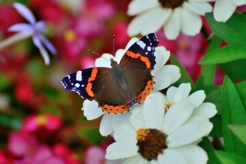 Schmetterlinge: Der Admiral (Vanessa atalanta), Red admiral.