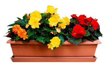 begonia flowers in pot isolated on white background