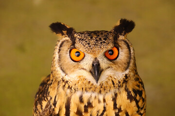 顔をあげてカメラを見つめるベンガルワシミミズク