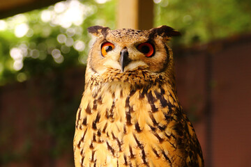 空を見上げるベンガルワシミミズク