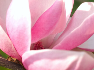 single pink blooming magnolia flower Hybrid or Big dude