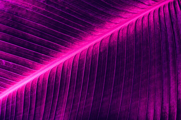 purple palm leaf background