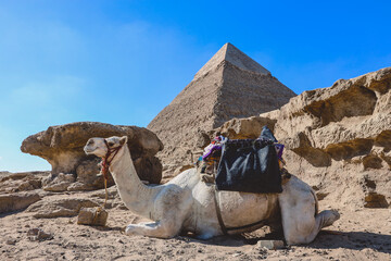 Amazing View to the One of the Wonders of the Ancient World - Great Pyramids of Giza with Camels...