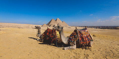 Amazing View to the One of the Wonders of the Ancient World - Great Pyramids of Giza with Camels...