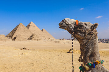 Amazing View to the One of the Wonders of the Ancient World - Great Pyramids of Giza with Camels...