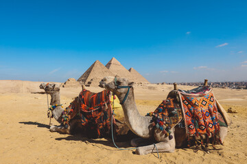 Fototapeta premium Amazing View to the One of the Wonders of the Ancient World - Great Pyramids of Giza with Camels and Bedouins, Egypt