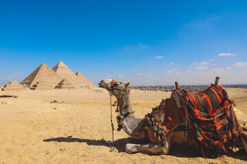 Amazing View to the One of the Wonders of the Ancient World - Great Pyramids of Giza with Camels and Bedouins, Egypt