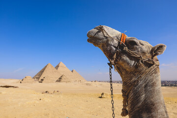 Amazing View to the One of the Wonders of the Ancient World - Great Pyramids of Giza with Camels...