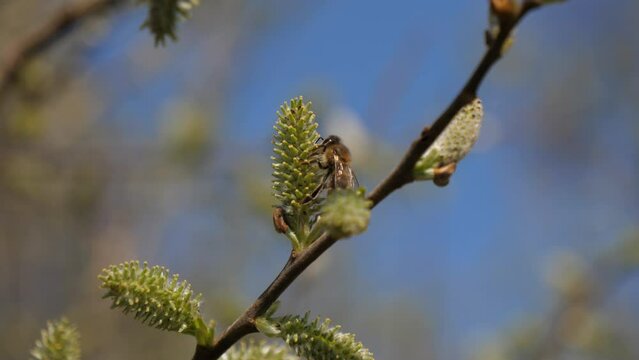 Nahaufnahme von Weidenblüten mit Biene, Weidengewächs, Insektenweide im Frühjahr