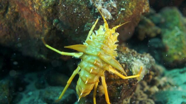 Unique endemic crustacean crayfish Acanthogammarus deep underwater in animal world of peculiar wild nature of Lake Baikal in Siberia Russia.