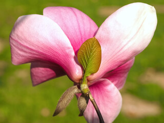 single pink blooming magnolia flower Hybrid or Big dude