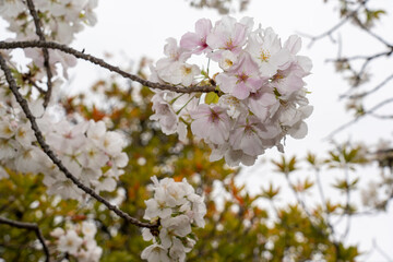 百道中央公園の桜A