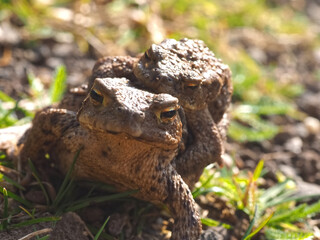 Mating couple of European common toads - frog woman carries man on her back