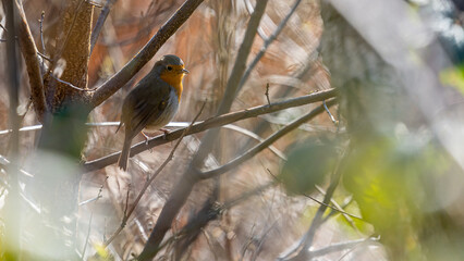 Naklejka premium Ein Rotkehlchen sitzt in einem Busch!