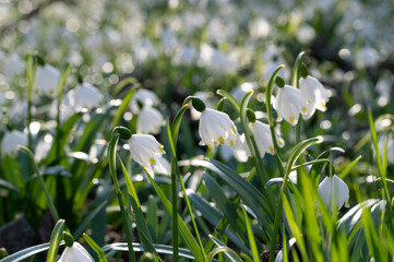 Obraz premium Spring Flowers