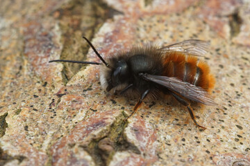Closeup on a colorful hairy horned mason bee, Osmia cornuta, sitting on wood