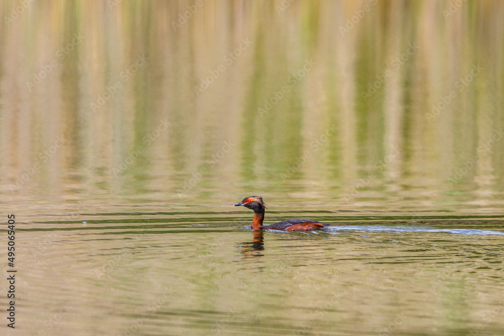 Poster Horned grebe swimming in the lake