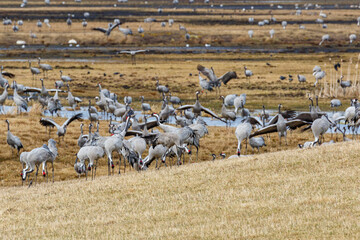 Lots of cranes at lake Hornborgasjon in Sweden