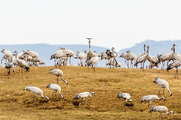 Flock of Cranes on a field