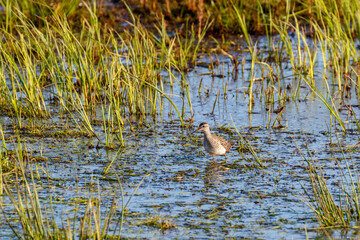 Wood Sandpiper walking in the water