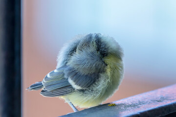Young blue tit that sleeps on a railing