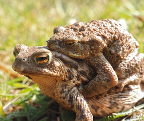 Mating couple of European common toads - frog woman carries man on her back