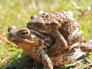 Mating couple of European common toads - frog woman carries man on her back