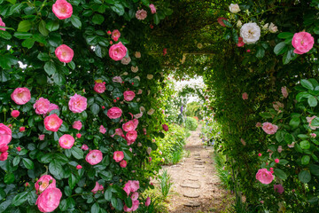 バラの花園