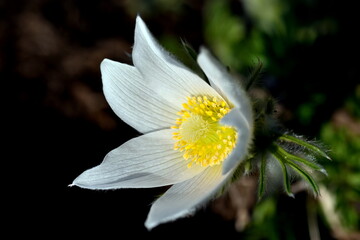 Weiße Blüte einer Wiesenküchenschelle