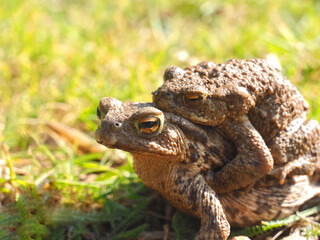 Mating couple of European common toads - frog woman carries man on her back