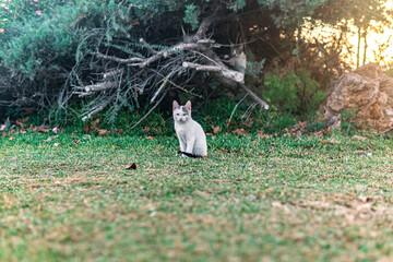 stray kitten near his shelter in the bushes in the park