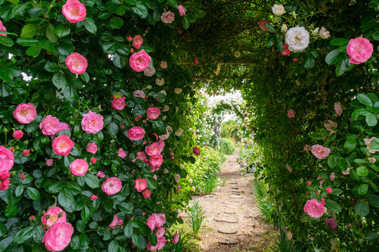 「花園」の写真素材 | 12,698件の無料イラスト画像 | Adobe Stock