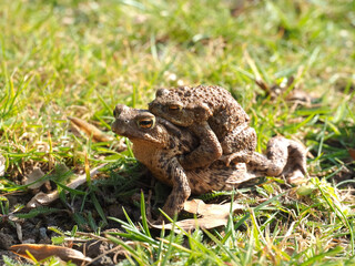 Mating couple of European common toads - frog woman carries man on her back