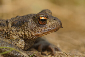 Closeup on a female European common toad , Bufo bufo, in the garden